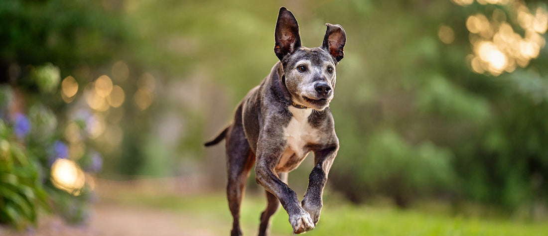 How Long to Wait to Feed a Dog After Exercise