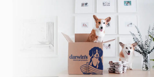 Can-Dogs-Eat-Cat-Treats-Unpacking-the-Facts darwinspet