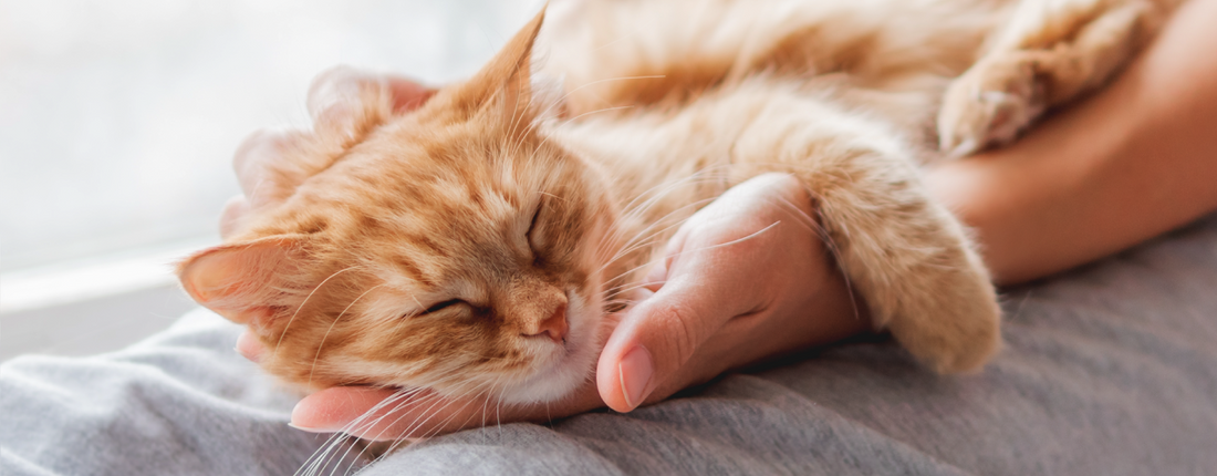 Urinary Crystals in Cats