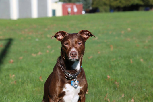 Coprophagia-Will-A-Raw-Diet-Cure-My-Dog-s-Poop-Eating-Habit darwinspet