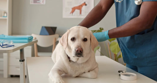 What to Feed a Dog with Kidney Disease