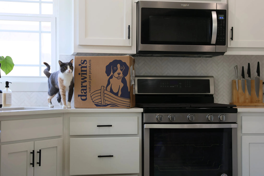 How-Long-Are-Cats-in-Heat-A-Cat-Heat-Guide darwinspet