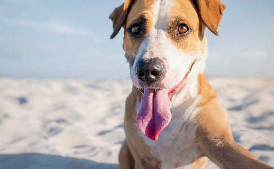 Is-Beef-Liver-Good-for-Dogs-A-Nutritious-Superfood-for-Your-Pup darwinspet