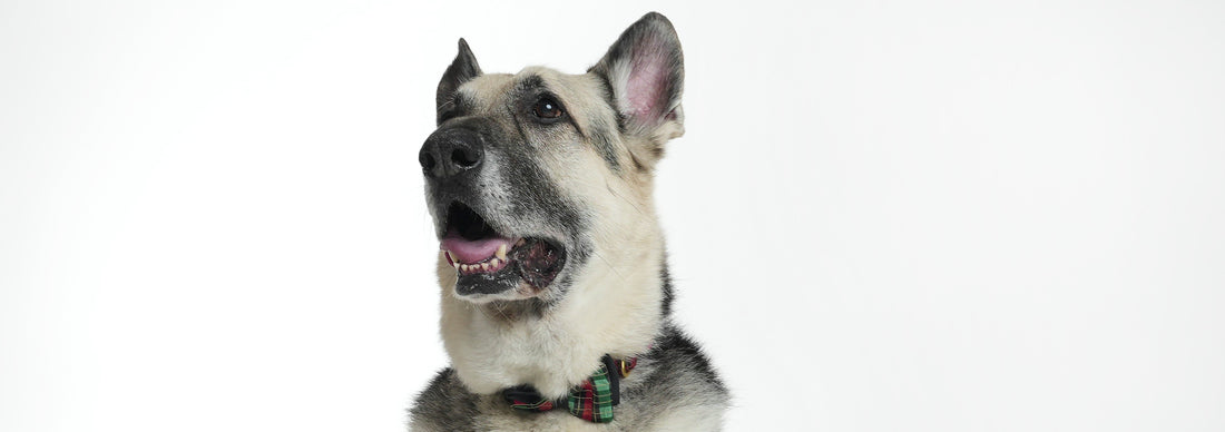 Adopting a Rescue Dog: Training and Care Tips
