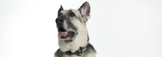 Adopting a Rescue Dog: Training and Care Tips