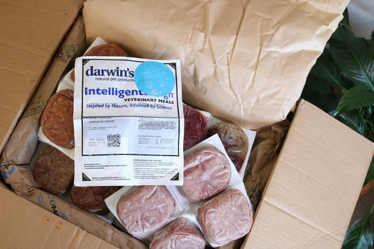 Raw-Diet-for-Kidney-Health-Issues darwinspet
