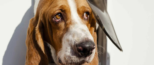 Why-Does-My-Dog-Eat-Poop darwinspet