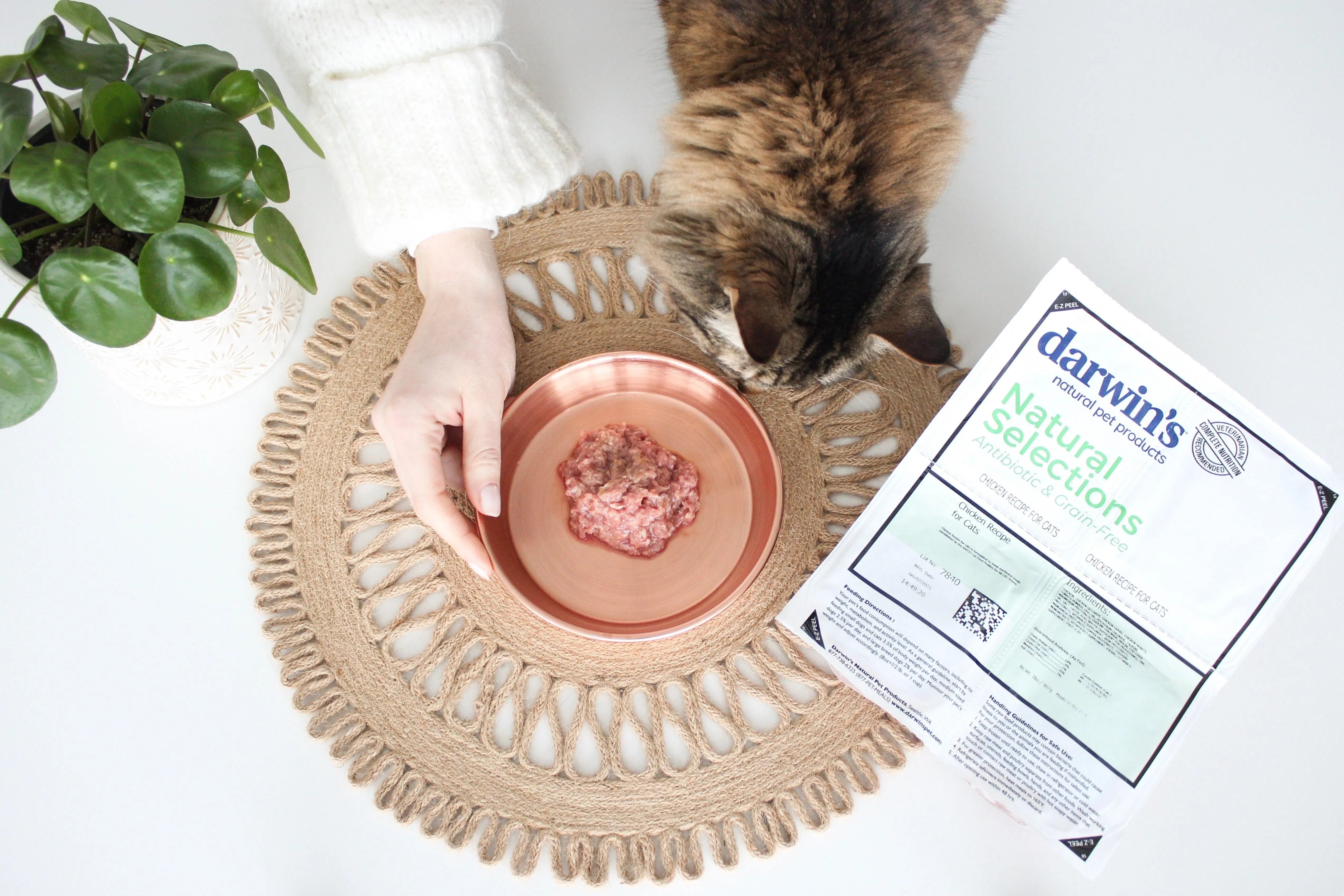 How to Encourage Your Cat to Eat Safely