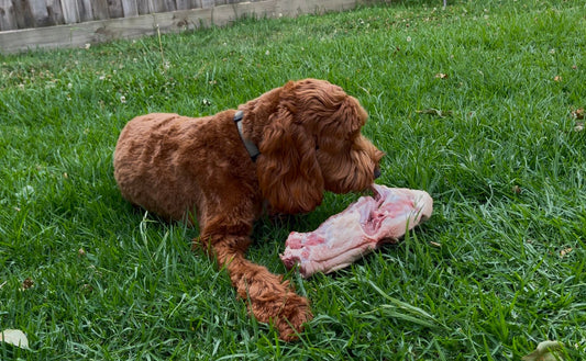 What Bones Are Good for Dogs? Safe Tips for Happy Pets