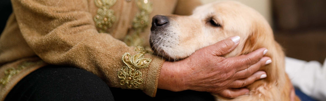 What to Feed Old Dogs for Optimal Health