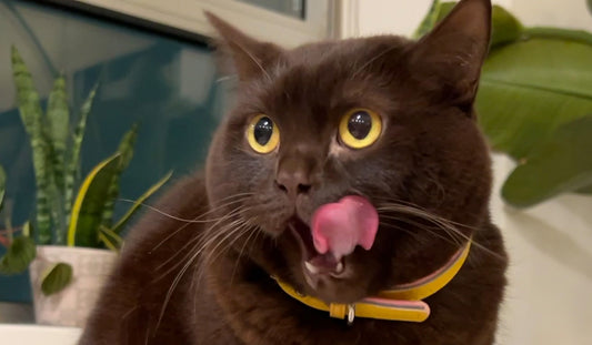 How Much to Feed a Cat