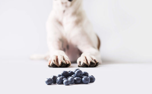 Can-Dogs-Eat-Blueberries darwinspet
