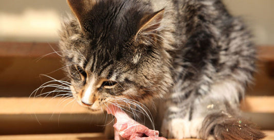 Is Duck Good for Cats? Benefits & Tips