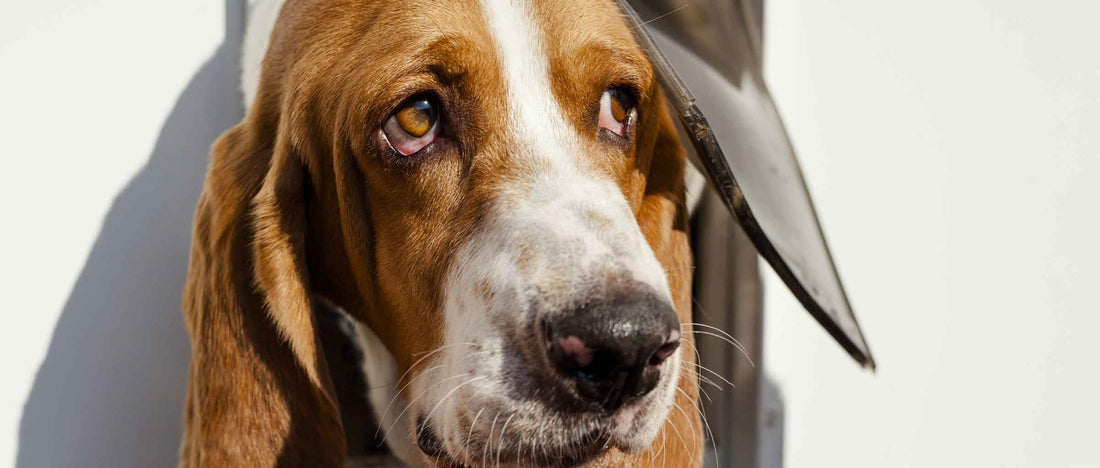 Understanding Conjunctivitis in Dogs: Causes, Symptoms, and Treatment
