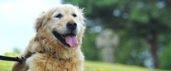 Why is My Dog Panting So Much?