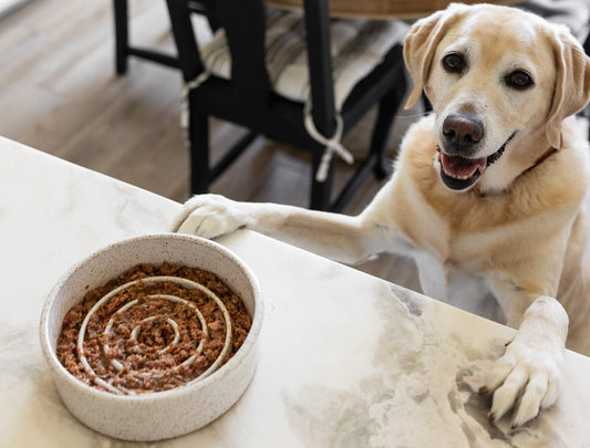 Is Lamb Good for Dogs?