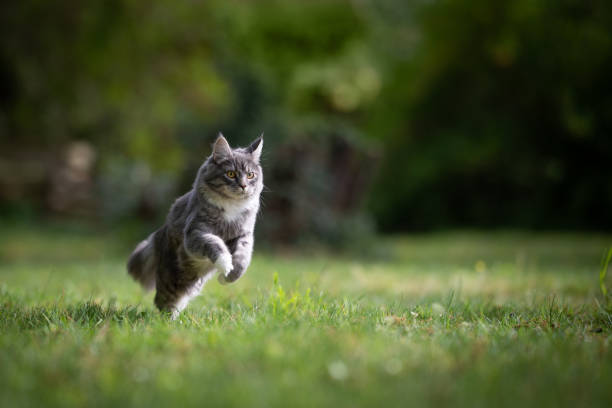 How to Exercise Your Cat in 4 Ways