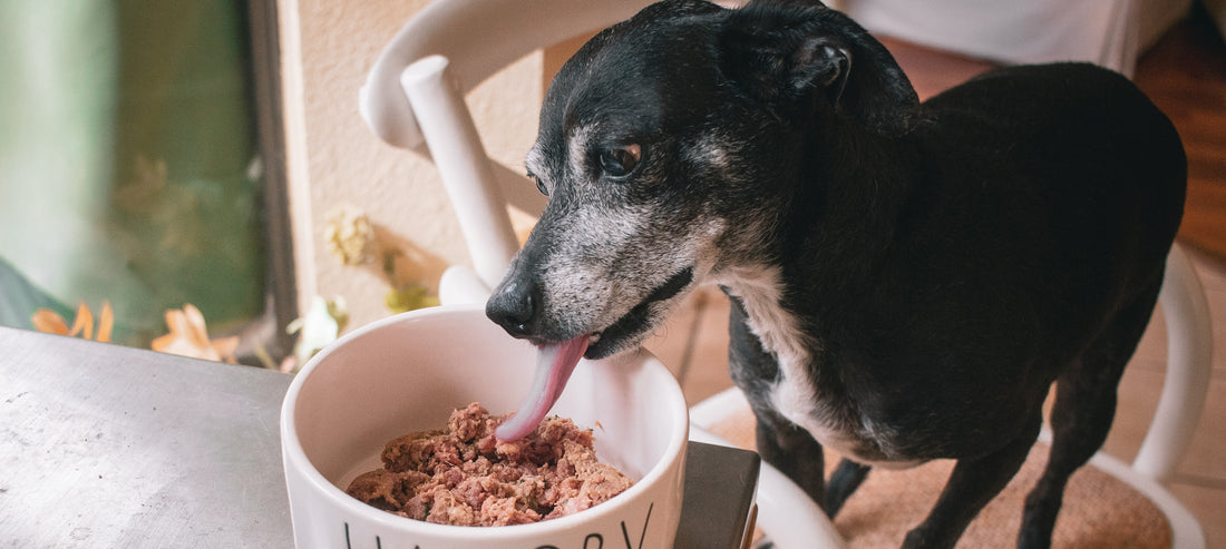How to Transition Your Dog to a Raw Diet