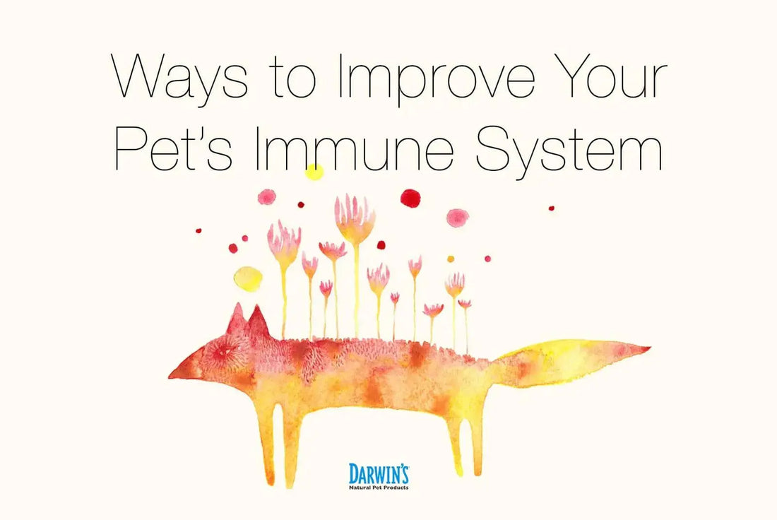 10 Ways to Support Your Pet’s Immune System darwinspet