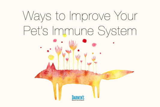 10 Ways to Support Your Pet’s Immune System darwinspet