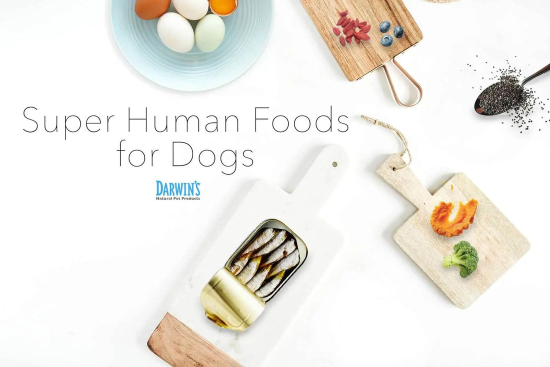 18 Human Superfoods for Dogs: A Checklist darwinspet
