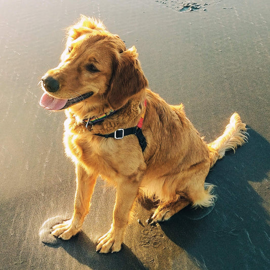 7 National Pet Day Tips for Adopting a New Pet darwinspet