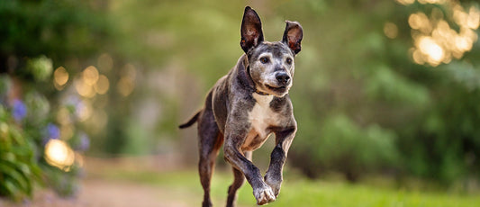 How to Manage Your Dog’s Arthritis and Joint Pain
