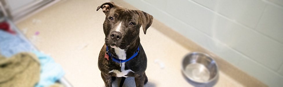7 National Pet Day Tips for Adopting a New Pet