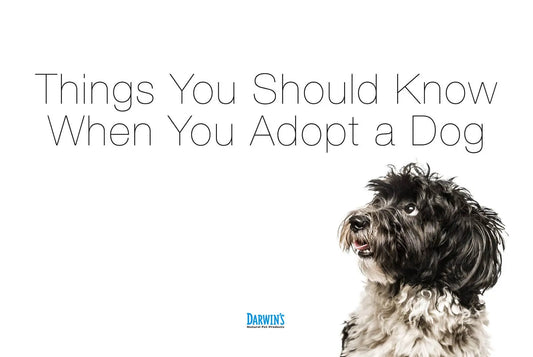 Adopting a Rescue Dog: Training and Care Tips darwinspet