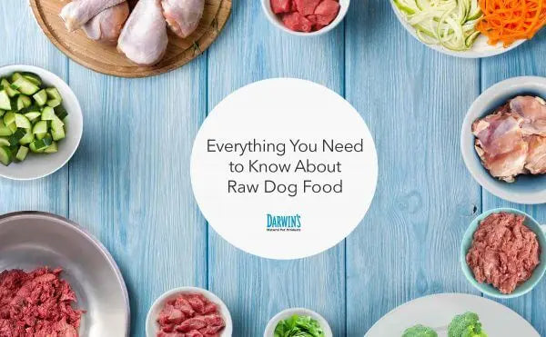 All About Raw Dog Food darwinspet