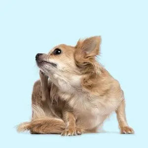 Allergies darwinspet