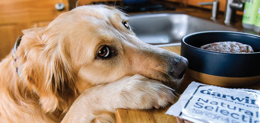 Are Darwin's Meals Free from Artificial Additives? darwinspet