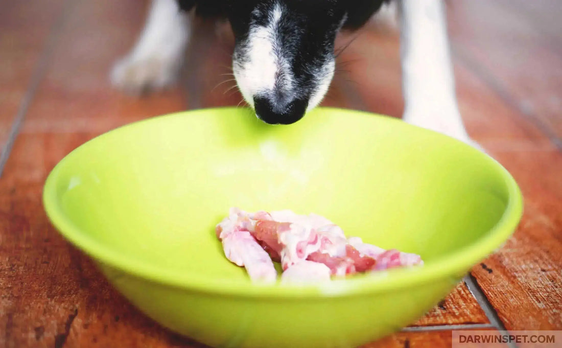 BARF Diet for Dogs: A Comprehensive Guide darwinspet