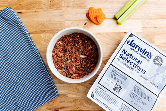 Raw Dog Food: Benefits & Options