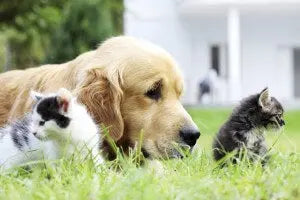 Benefits of Raw Dog & Cat Food darwinspet