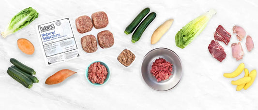 Best Protein for Dogs: Nutritional Insights & Sources darwinspet