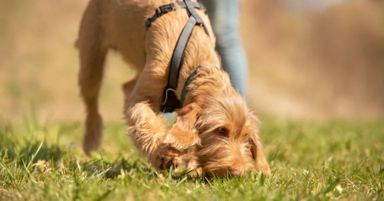 10 Ways to Support Your Pet’s Immune System