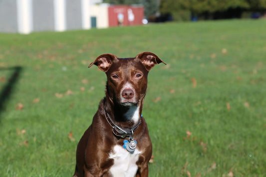 Bone Broth For Pets: Why & How - Darwin's