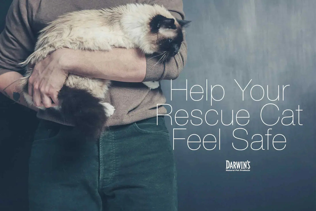 Bringing Home a New Cat darwinspet