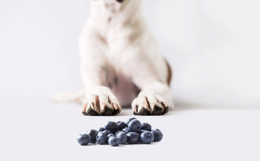 Can Dogs Eat Blueberries? darwinspet