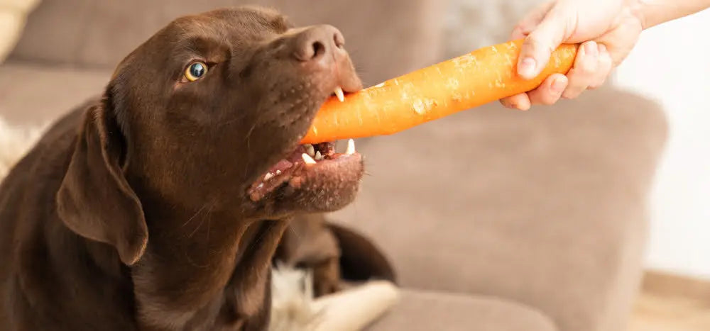 Can Dogs Eat Carrots? darwinspet