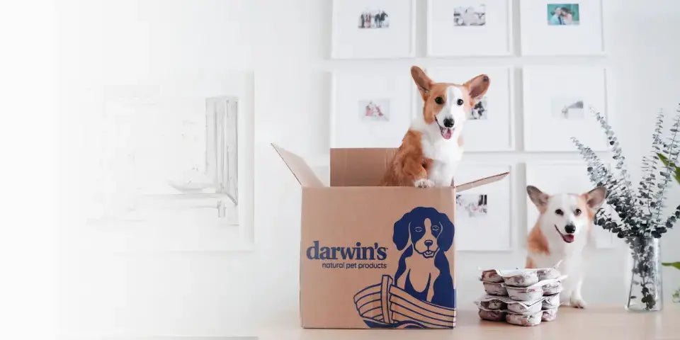 Can-Dogs-Eat-Cat-Treats-Unpacking-the-Facts darwinspet