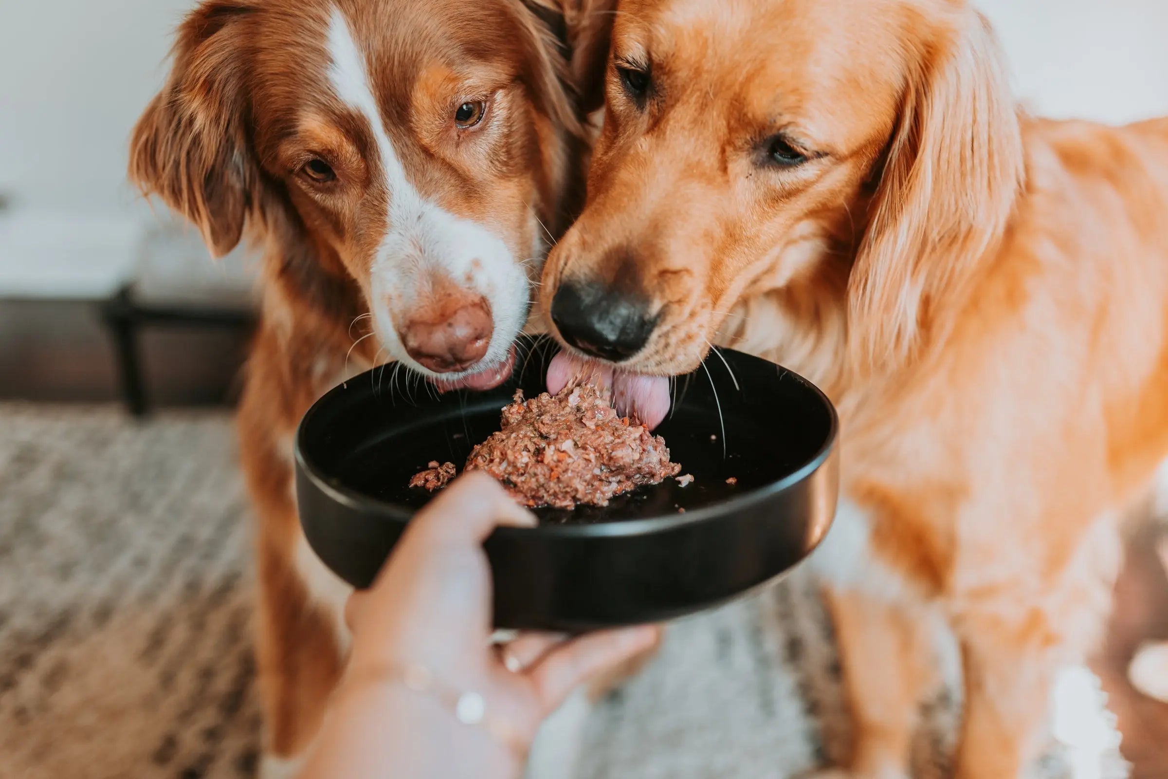 Can Dogs Eat Rabbit Meat? - Darwin's