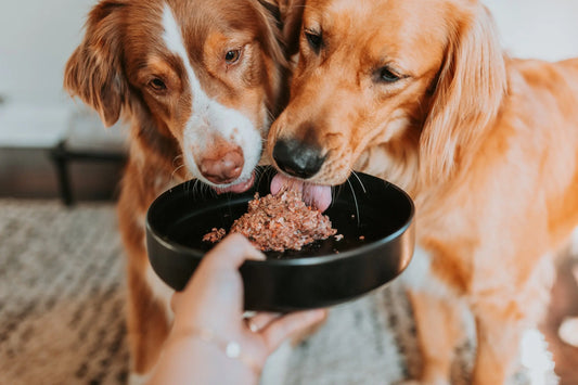 Can Dogs Eat Rabbit Meat? darwinspet