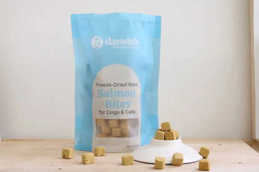 Can-Dogs-Eat-Salmon-Here-s-How-to-Serve-It-Right darwinspet