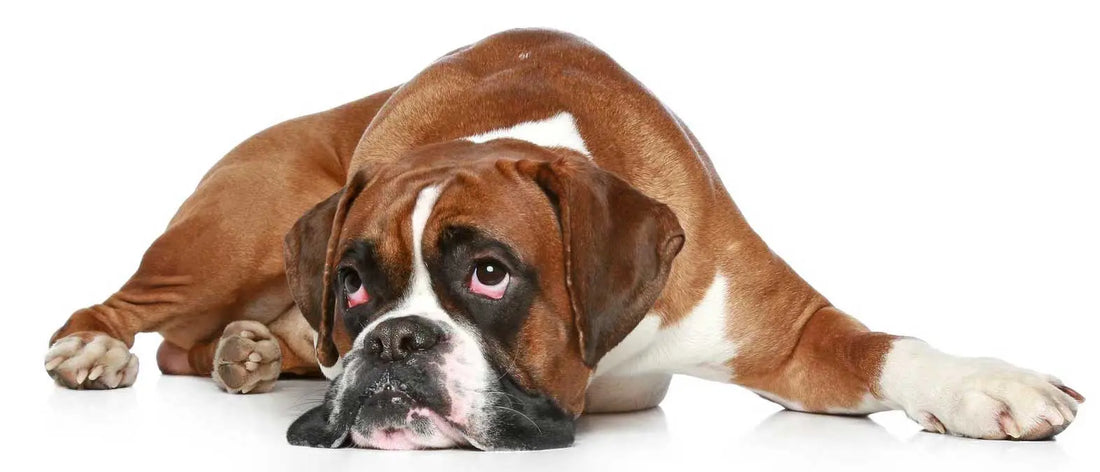 Canine Epilepsy darwinspet