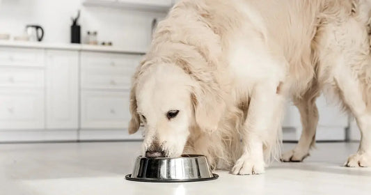 Complete Transition Guide for Dogs darwinspet