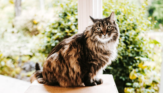 The Essential Guide to Cat Bathing: Do's and Don'ts for Happy Feline Friends