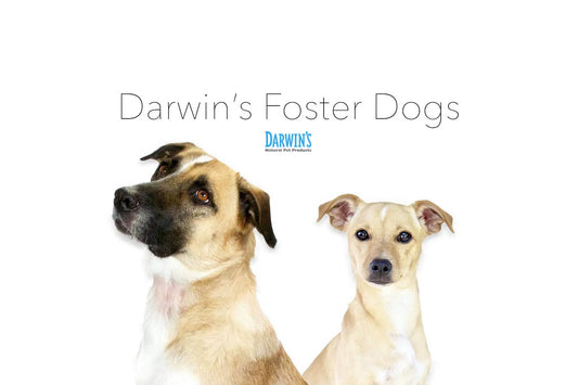 Darwin’s Foster Dogs darwinspet