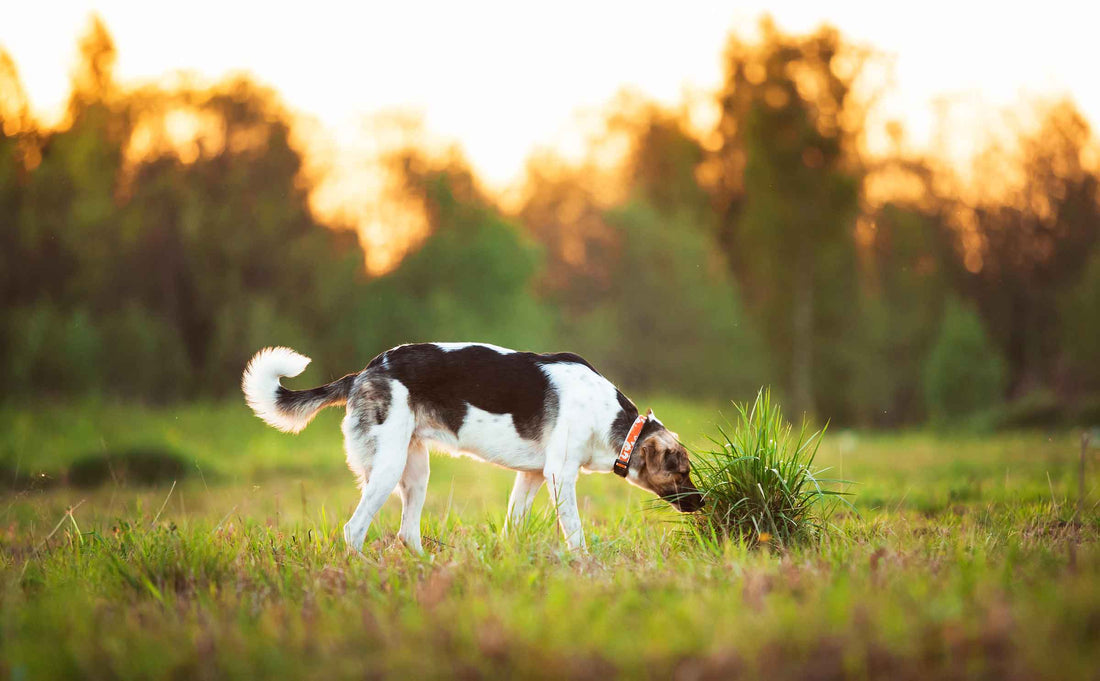 Darwin’s Ranks Better than Most Dog Food Brands in Glyphosate Test darwinspet
